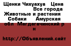 Щенки Чихуахуа › Цена ­ 12000-15000 - Все города Животные и растения » Собаки   . Амурская обл.,Магдагачинский р-н